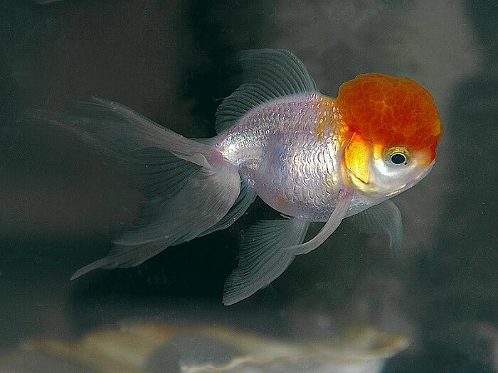 Colors of oranda goldfish