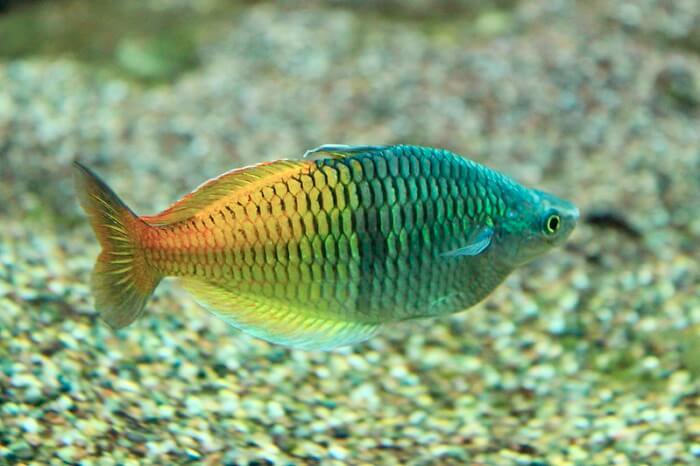 Boeseman's Rainbowfish