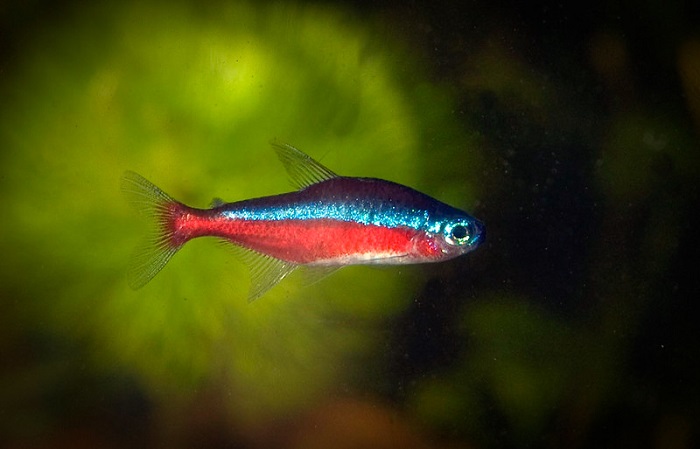 Cardinal Tetra