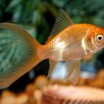 Comet Goldfish Care Guide