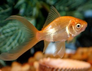 Read more about the article Comet Goldfish Care Guide<span class="wtr-time-wrap after-title"><span class="wtr-time-number">9</span> min read</span>