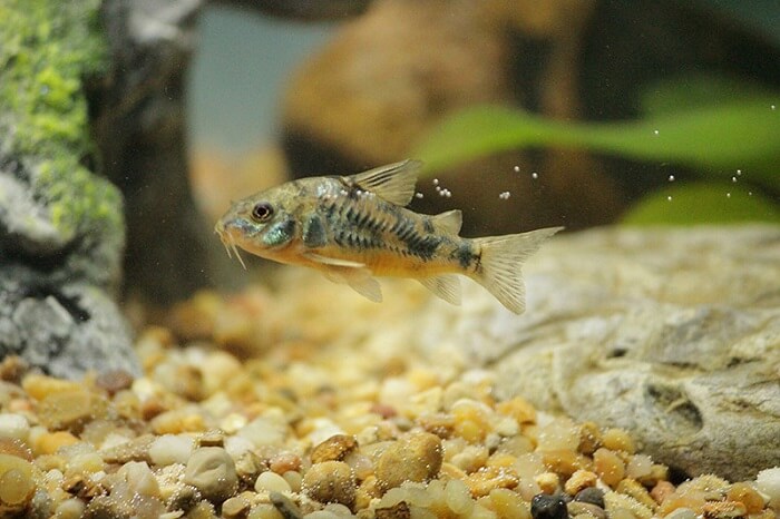 Cory Catfish