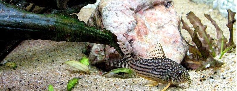 Corydoras Sterbai