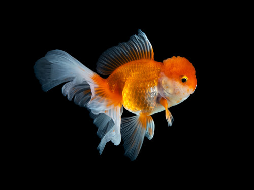 Temperament and behaviour of ranchu goldfish