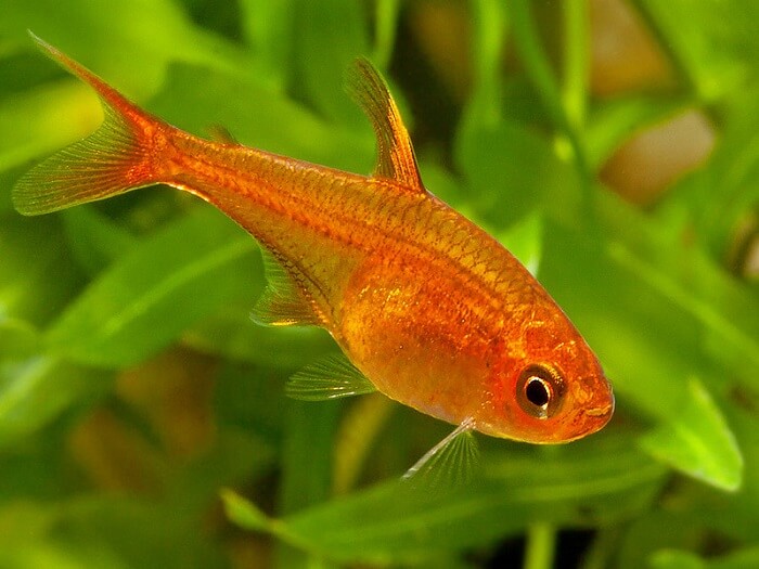 Ember Tetras