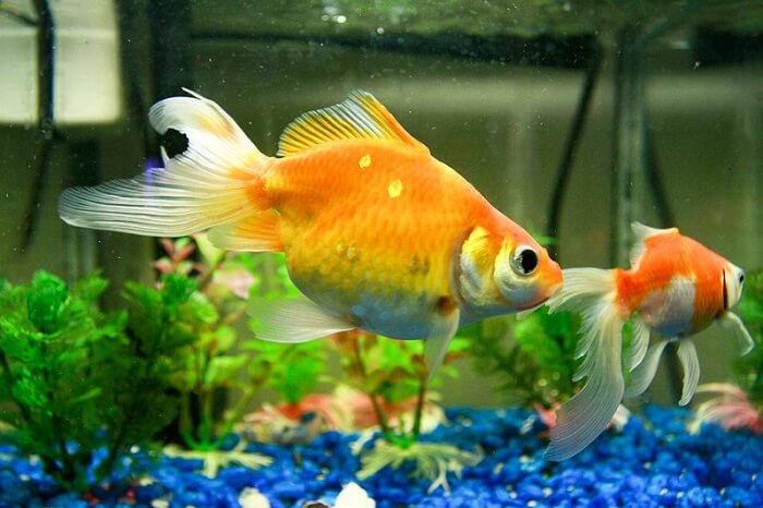 Fantail goldfish temperament and behavior