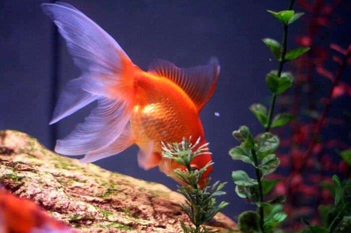 Best feeds my fantail goldfish