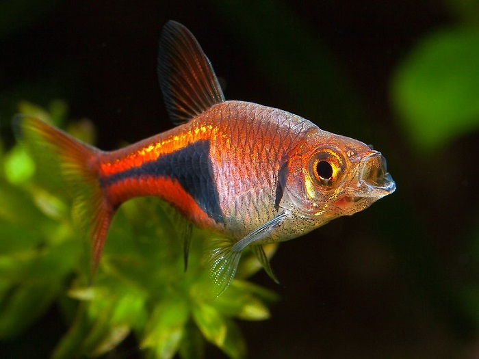 Rasbora Fish