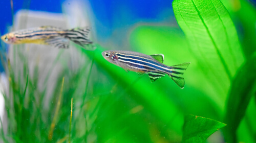 How long do domestic zebra danios live?