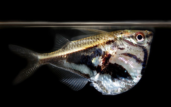 Marbled Hatchetfish