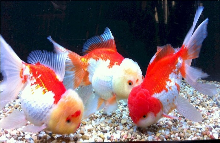 What do oranda goldfish eat?