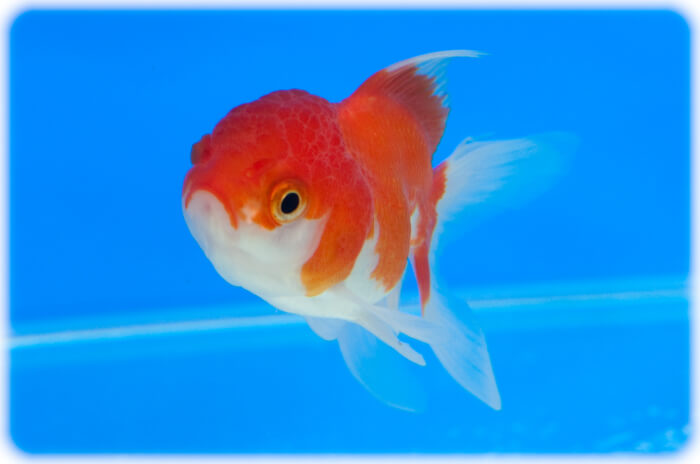 Species summary of oranda goldfish