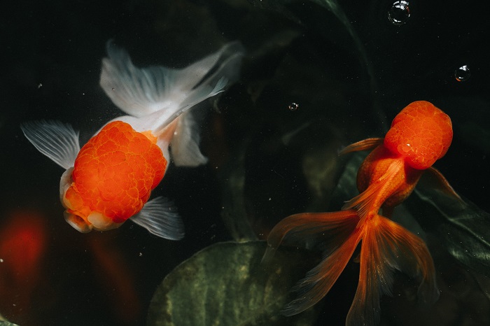 How do I breed my oranda goldfish?