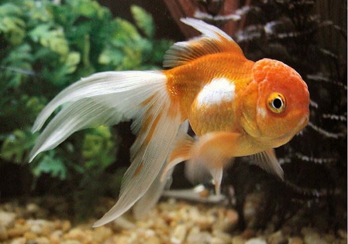 Oriental Goldfish