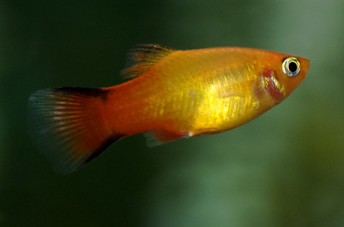 Platy Fish