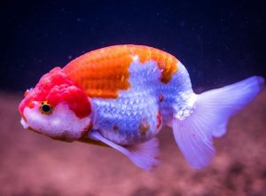 Read more about the article Ranchu Goldfish Care Guide<span class="wtr-time-wrap after-title"><span class="wtr-time-number">10</span> min read</span>