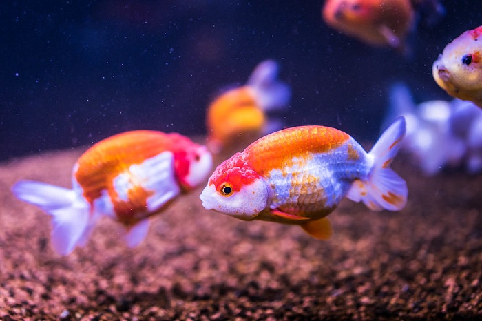 Ranchu goldfish care