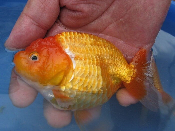 Ranchu goldfish pests and diseases