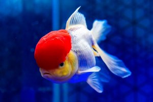 Read more about the article Oranda Goldfish Care Guide<span class="wtr-time-wrap after-title"><span class="wtr-time-number">9</span> min read</span>