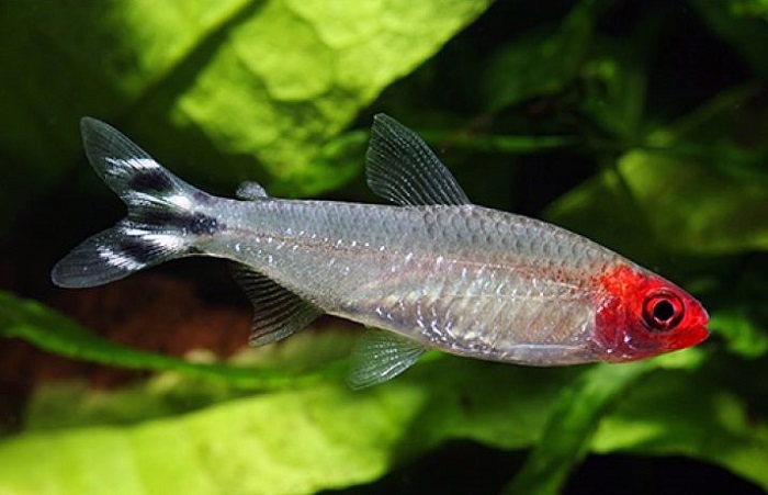 Rummy Nose Tetra