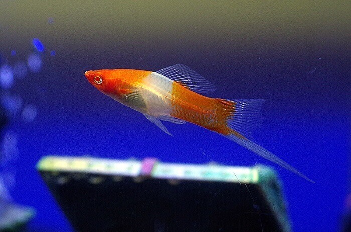 Swordtail