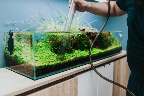 Tank maintenance of tinfoil barb fish