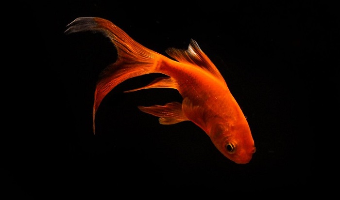 Comet goldfish are an extremely popular breed