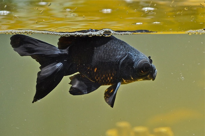 Black moor goldfish care guide