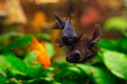 Breeding black moor goldfish