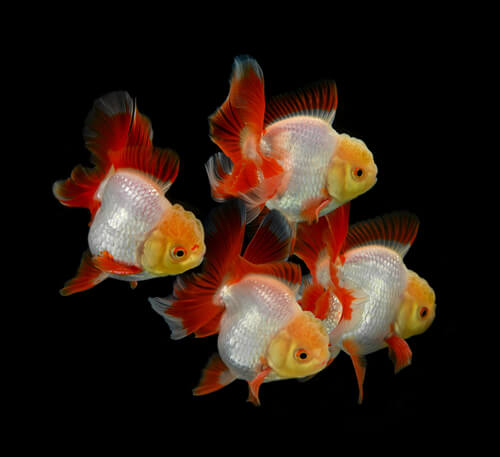 Ranchu Goldfish