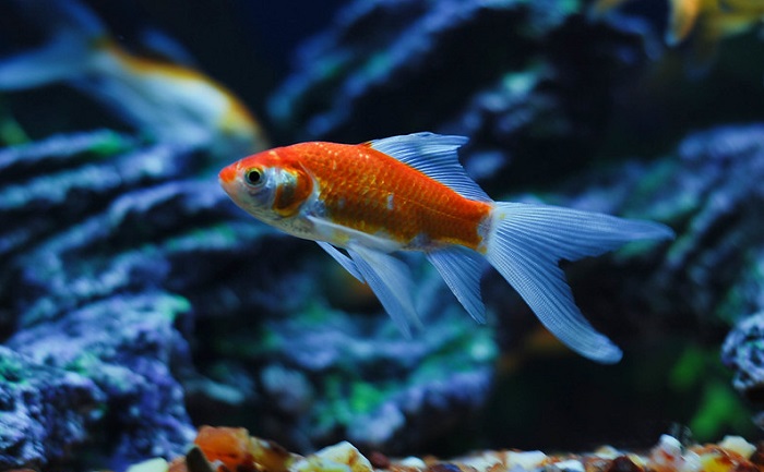 Pests and diseases in comet goldfish