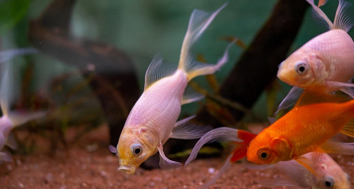 Diet for goldfish