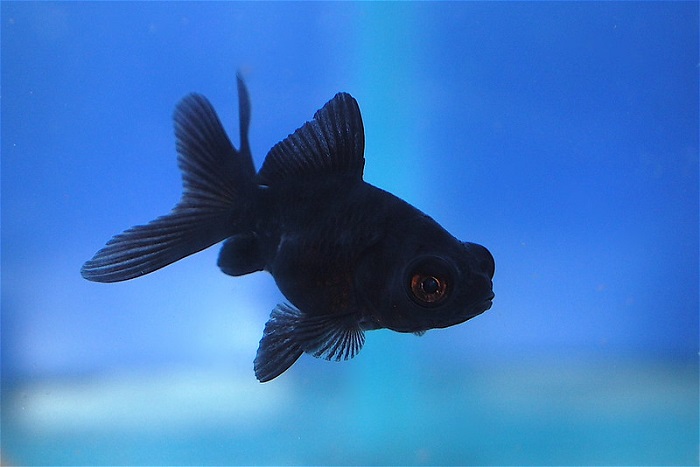 The black moor goldfish