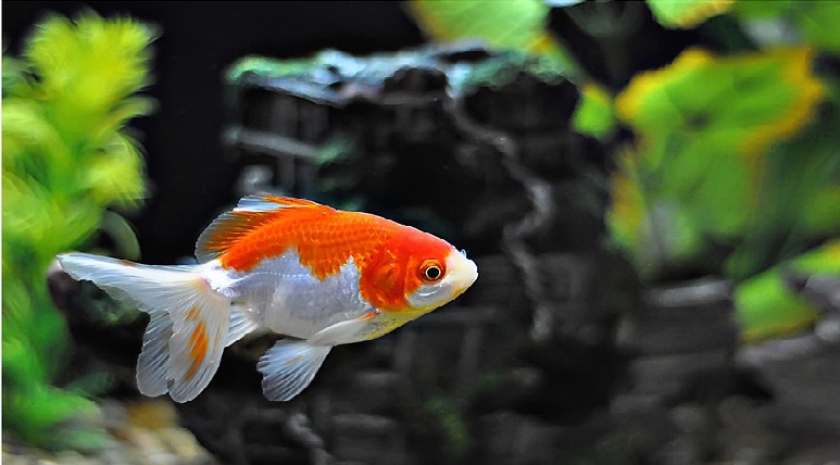 Fantail goldfish care guide