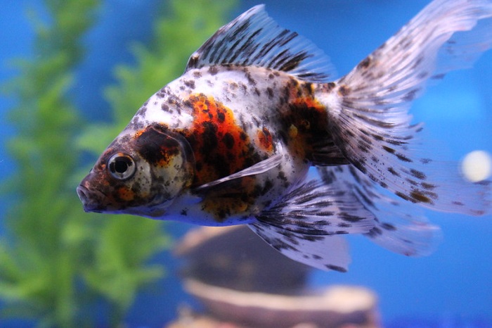 Calico fantail goldfish