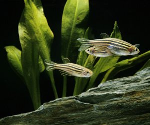 Read more about the article What Do Zebra Danio (Zebrafish) Eat?<span class="wtr-time-wrap after-title"><span class="wtr-time-number">4</span> min read</span>