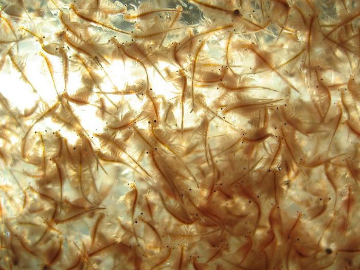 Live brine shrimp