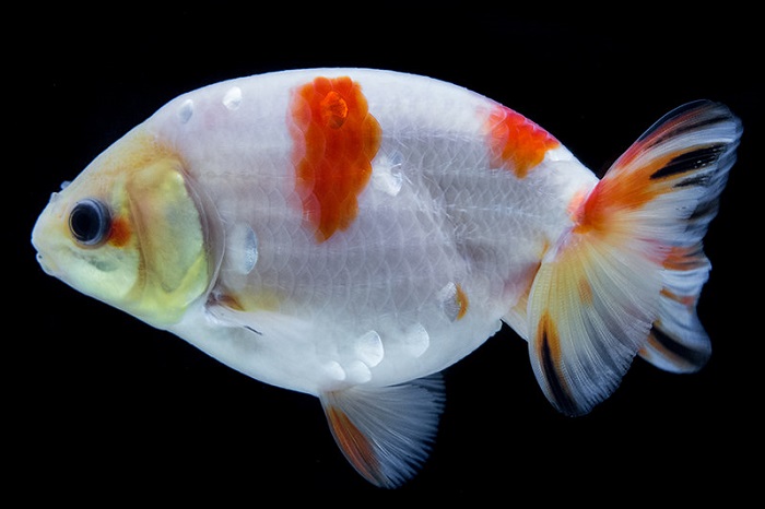 Species summary of ranchu goldfish?