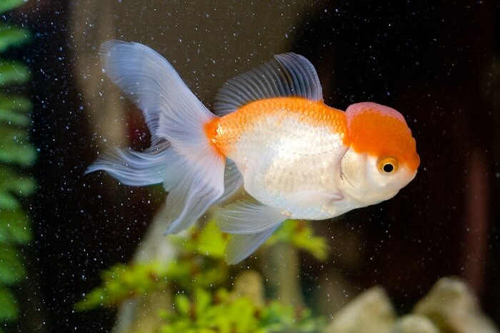 What can make my oranda goldfish sick?