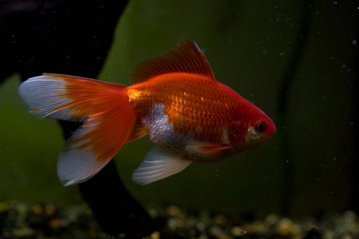 Diseases of fantail goldfish