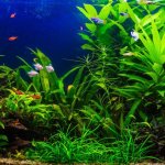 8 Best Guppy Tank Mates