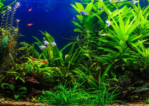 Read more about the article 8 Best Guppy Tank Mates