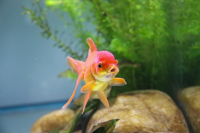 How easy are oranda goldfish to keep?