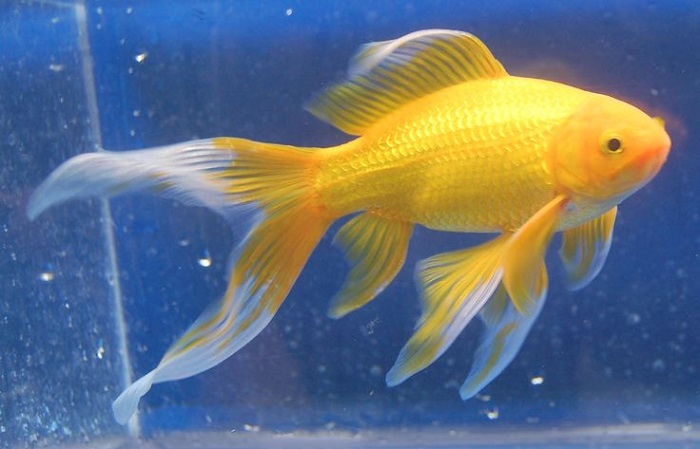 The Comet Goldfish is a delightful