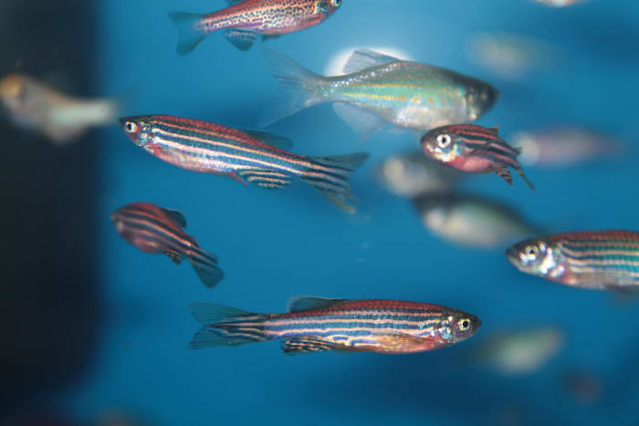 Zebra danio fish eating Commercial Foods