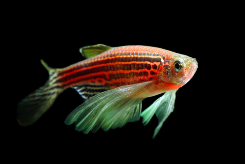 zebrafish lifespan