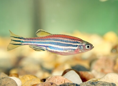 zebra fish lifespan