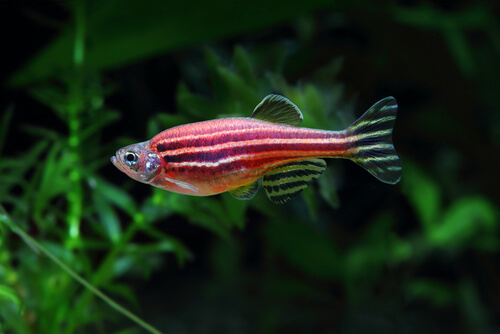 Zebra danios