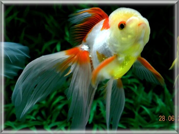 Pests and diseases of lionhead goldfish