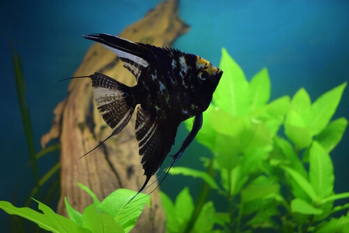 Feeding of black angelfish 